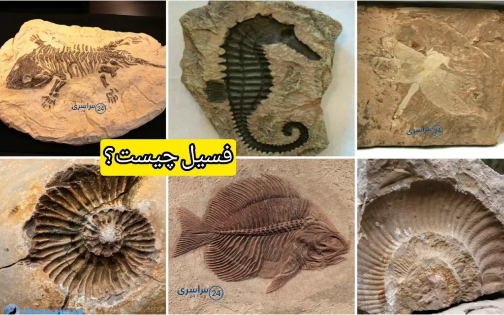 فسیل چیست + نحوه تشکیل و فسیل زنده