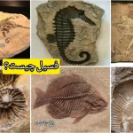 فسیل چیست + نحوه تشکیل و فسیل زنده