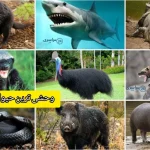 وحشی ترین حیوان جهان + با رتبه بندی و توضیح