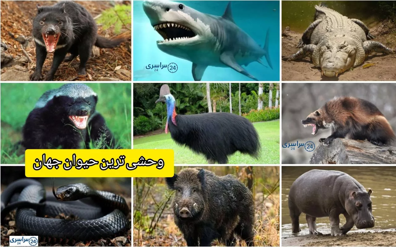 وحشی ترین حیوان جهان + با رتبه بندی و توضیح