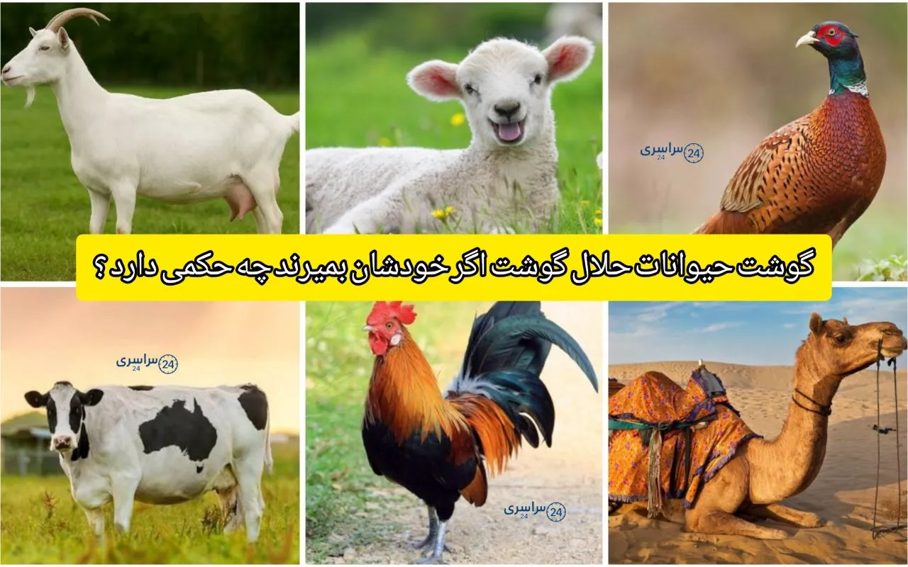 گوشت حیوانات حلال گوشت اگر خودشان بمیرند چه حکمی دارد + توضیح شرعی و علمی