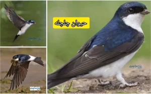 حیوان چلچله + تفاوت چلچله با پرستو و نحوه زندگی
