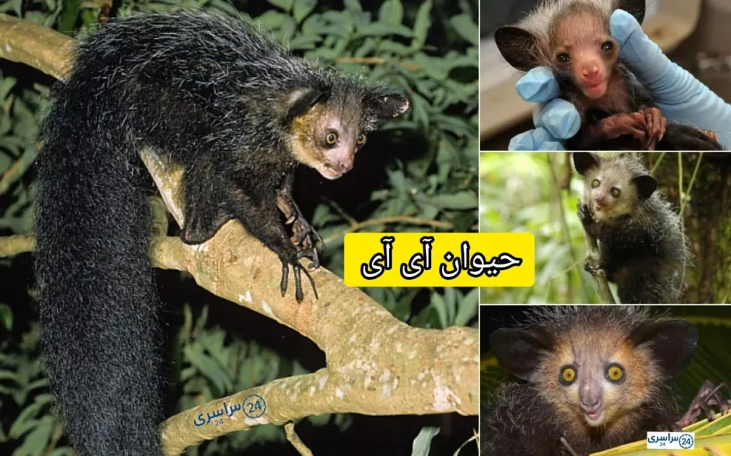 عکس حیوان آی آی + لموری که شبیه شخصیت فیلم‌هاست