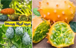 میوه کیوانا چیست؟ + همه چیز درباره خربزه شاخدار آفریقایی