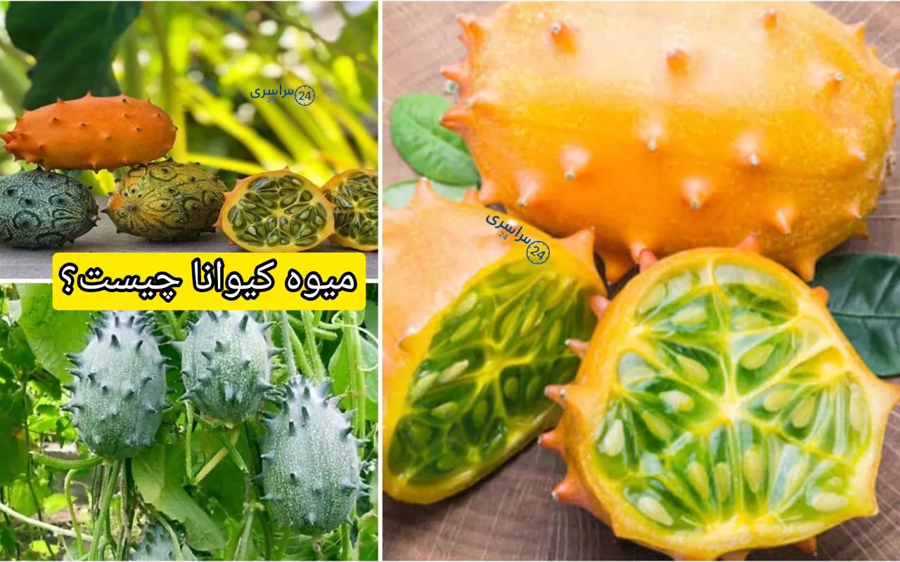 میوه کیوانا چیست؟ + همه چیز درباره خربزه شاخدار آفریقایی