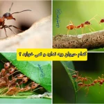 کدام حیوان ریه ندارد و نمی خوابد ؟ + چطور نفس می‌کشند؟
