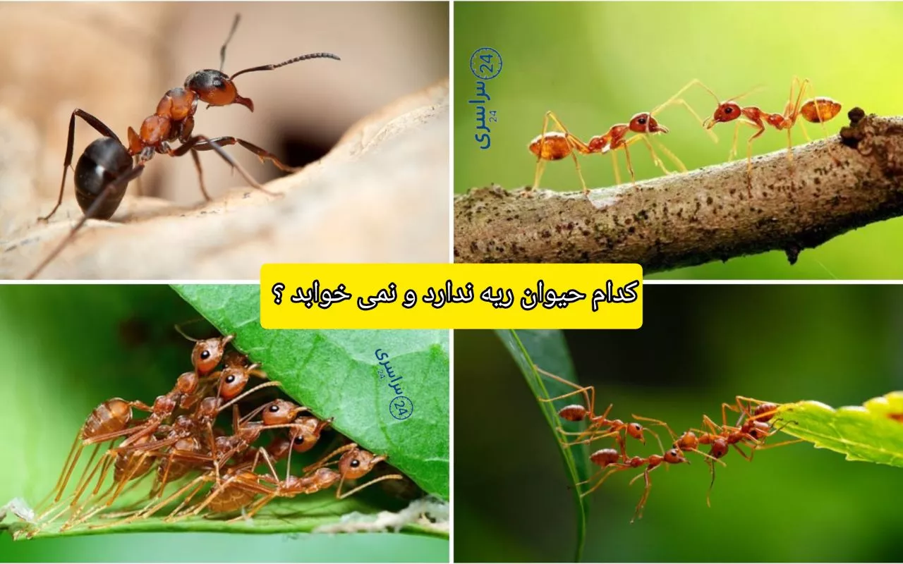 کدام حیوان ریه ندارد و نمی خوابد ؟ + چطور نفس می‌کشند؟