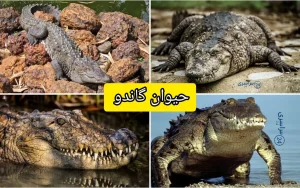 حیوان گاندو  + حقایق جالب از تنها کروکودیل بومی ایران و نماد برکت