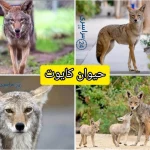 حیوان کایوت + همه چیز درمورد نماد بقا و هوش در دنیای حیوانات