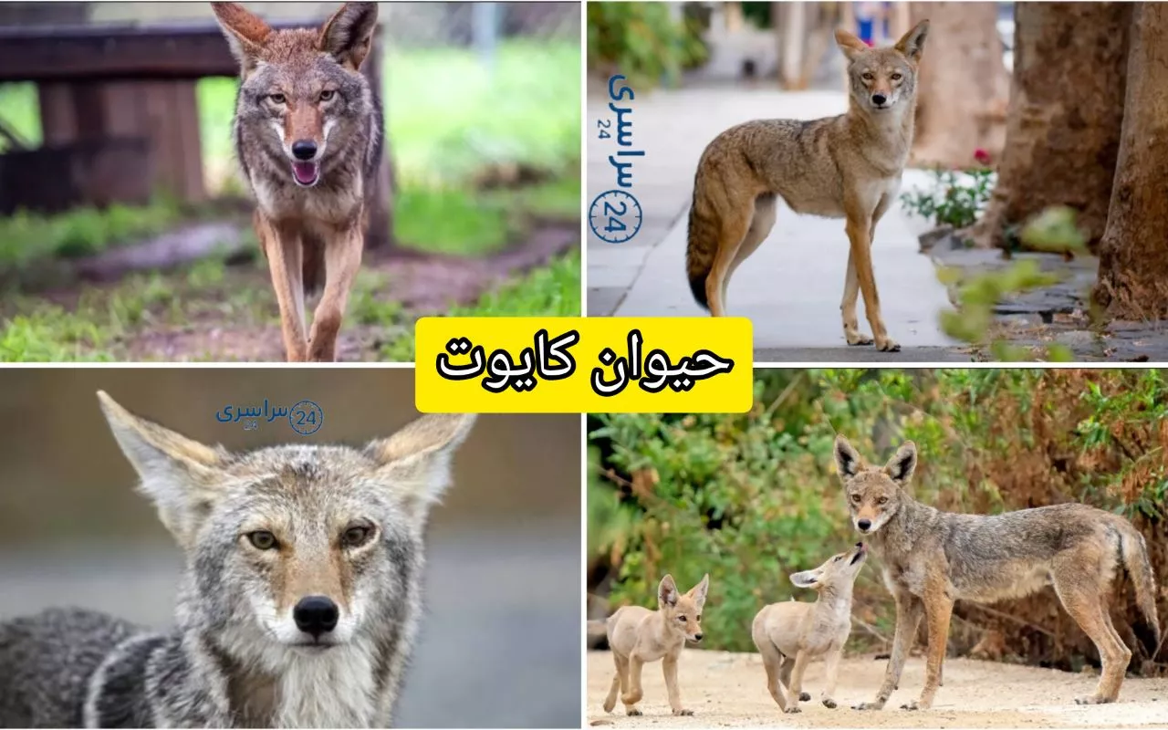 حیوان کایوت + همه چیز درمورد نماد بقا و هوش در دنیای حیوانات