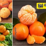 میوه پچ چیست؟ + فواید شگفت‌انگیز پچ برای پوست، قلب و سیستم ایمنی بدن
