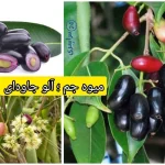 میوه جم ؛ آلو جاوه‌ای خاص و پرخاصیت برای دیابت و پوست
