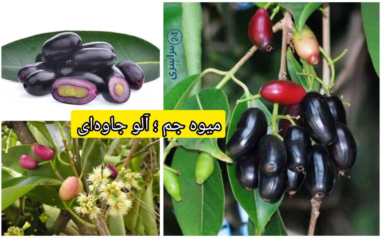 میوه جم ؛ آلو جاوه‌ای خاص و پرخاصیت برای دیابت و پوست
