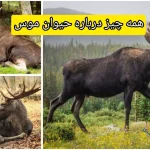 همه چیز درباره حیوان موس؛ بزرگ‌ترین گوزن جهان + غول آرام