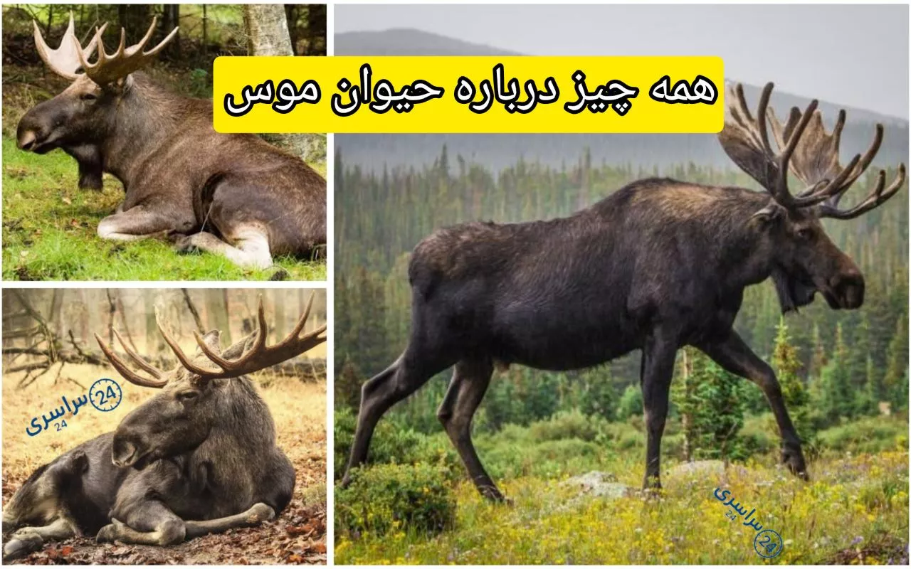 همه چیز درباره حیوان موس؛ بزرگ‌ترین گوزن جهان + غول آرام