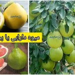 میوه دارابی یا پوملو؟ این مرکب بزرگ چه فایده‌ای دارد؟