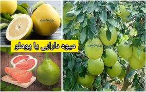 میوه دارابی یا پوملو؟ این مرکب بزرگ چه فایده‌ای دارد؟