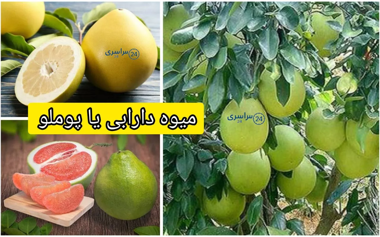 میوه دارابی یا پوملو؟ این مرکب بزرگ چه فایده‌ای دارد؟