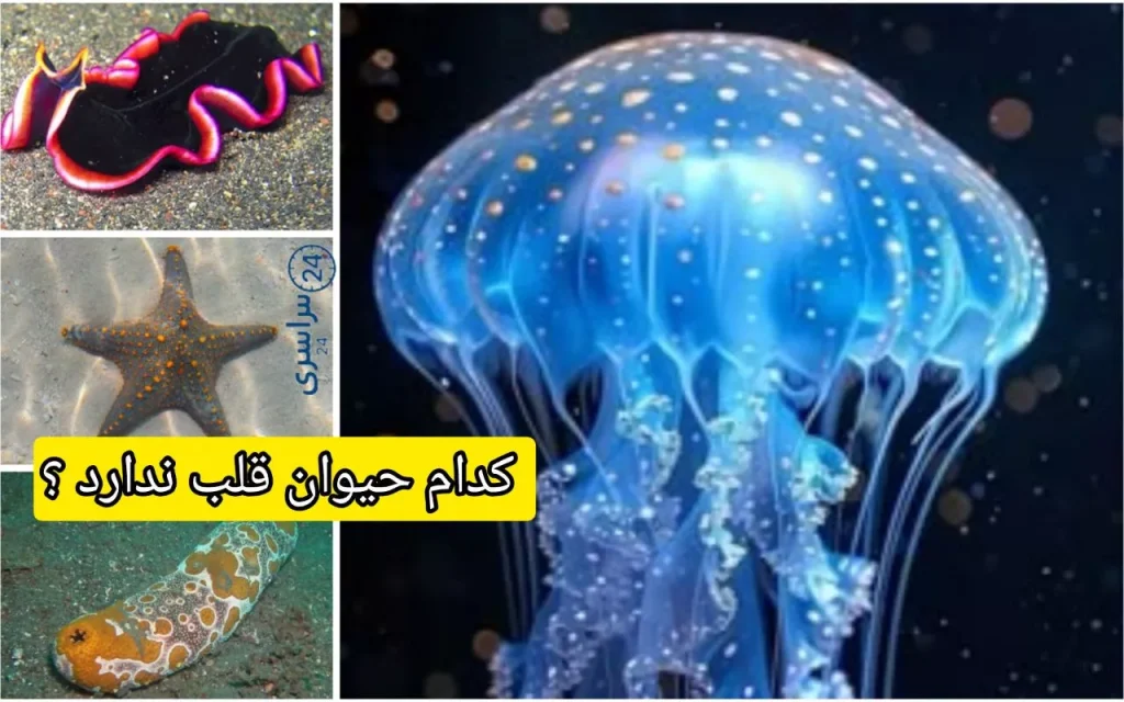 کدام حیوان قلب ندارد ؟ پاسخ علمی به راز زندهماندن بدون پمپاژ خون