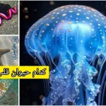 کدام حیوان قلب ندارد ؟ پاسخ علمی به راز زنده‌ماندن بدون پمپاژ خون