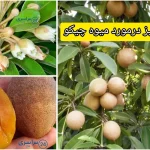 میوه چیکو ؛ میوه شیرین گرمسیری با خواص شگفت‌انگیز