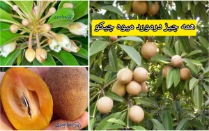 میوه چیکو ؛ میوه شیرین گرمسیری با خواص شگفت‌انگیز