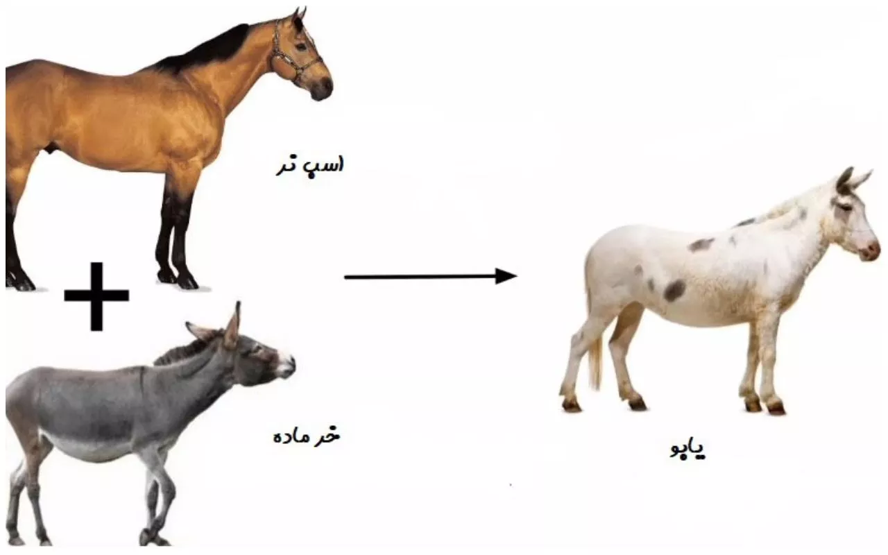 همه چیز درباره حیوان یابو | از ژنتیک تا فرهنگ عامه