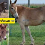 همه چیز درباره حیوان یابو | از ژنتیک تا فرهنگ عامه