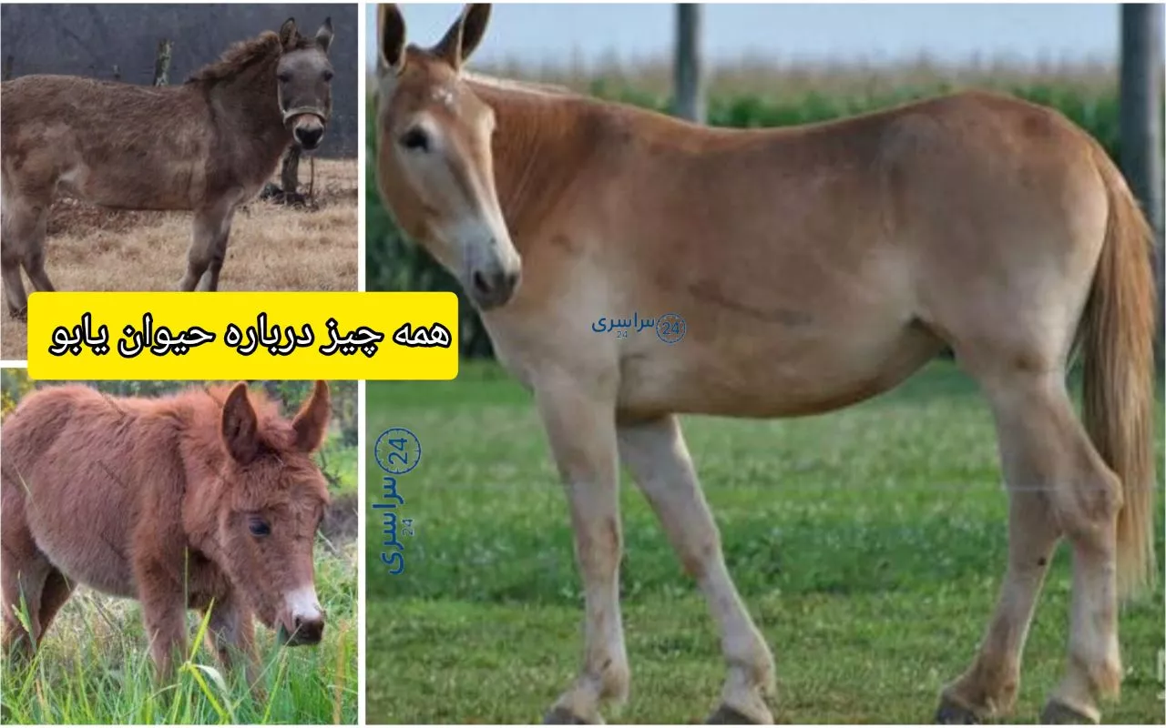 همه چیز درباره حیوان یابو | از ژنتیک تا فرهنگ عامه