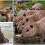 حیوان کاپیبارا یا برگچه خوار ؛ بزرگ‌ترین جونده‌ای که دنیا دوستش دارد