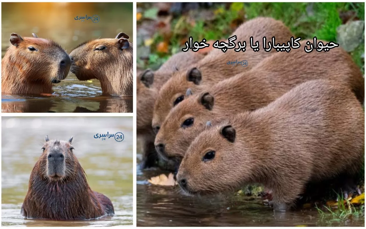 حیوان کاپیبارا یا برگچه خوار ؛ بزرگ‌ترین جونده‌ای که دنیا دوستش دارد