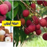 خواص میوه لیچی؛ از تقویت بدن تا شادابی پوست