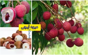 خواص میوه لیچی؛ از تقویت بدن تا شادابی پوست