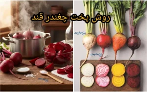 روش پخت چغندر قند با فوت و فن + فرق پخت چغندر سفید و لبو