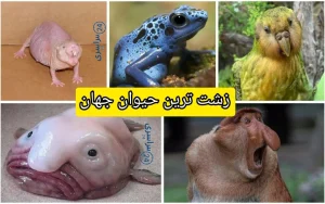 زشت ترین حیوان جهان ؛ پاسخ علمی و واقعی