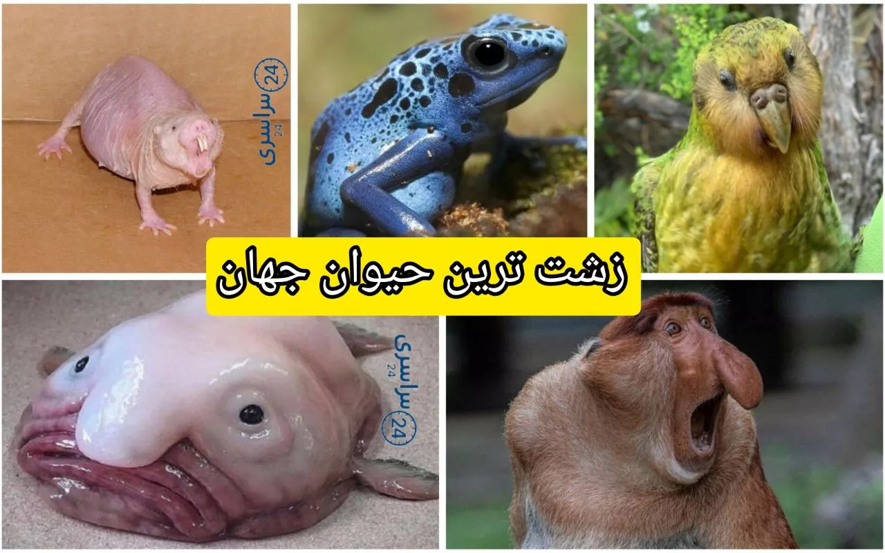 زشت ترین حیوان جهان ؛ پاسخ علمی و واقعی