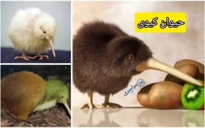 حیوان کیوی ؛ عجیب‌ترین پرنده و نماد ملی نیوزیلند