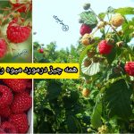 معرفی میوه رزبری ؛ خواص و طرز استفاده