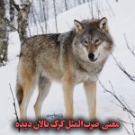 معنی کامل ضرب‌المثل گرگ بالان‌ دیده با مثال‌های ساده