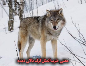 معنی کامل ضرب‌المثل گرگ بالان‌ دیده با مثال‌های ساده