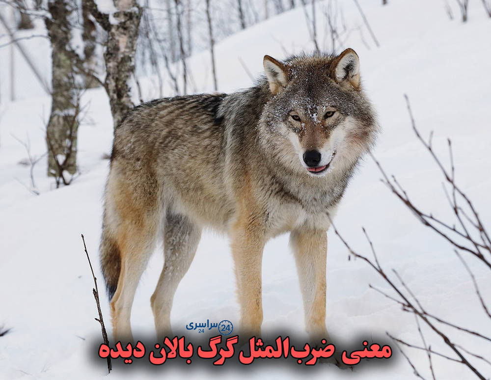 معنی کامل ضربالمثل گرگ بالان دیده با مثالهای ساده