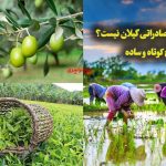 کدام محصول صادراتی گیلان نیست؟ پاسخ کوتاه و ساده