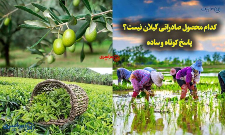 کدام محصول صادراتی گیلان نیست؟ پاسخ کوتاه و ساده