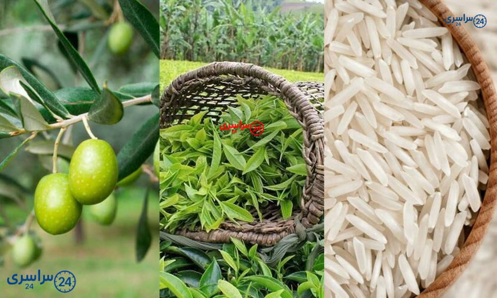 صادرات اصلی استان گیلان