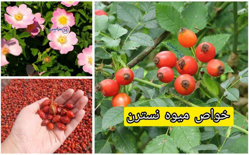 خواص میوه نسترن ؛ گنج قرمز طبیعت برای ایمنی و اعصاب + بمب طبیعی ویتامین C
