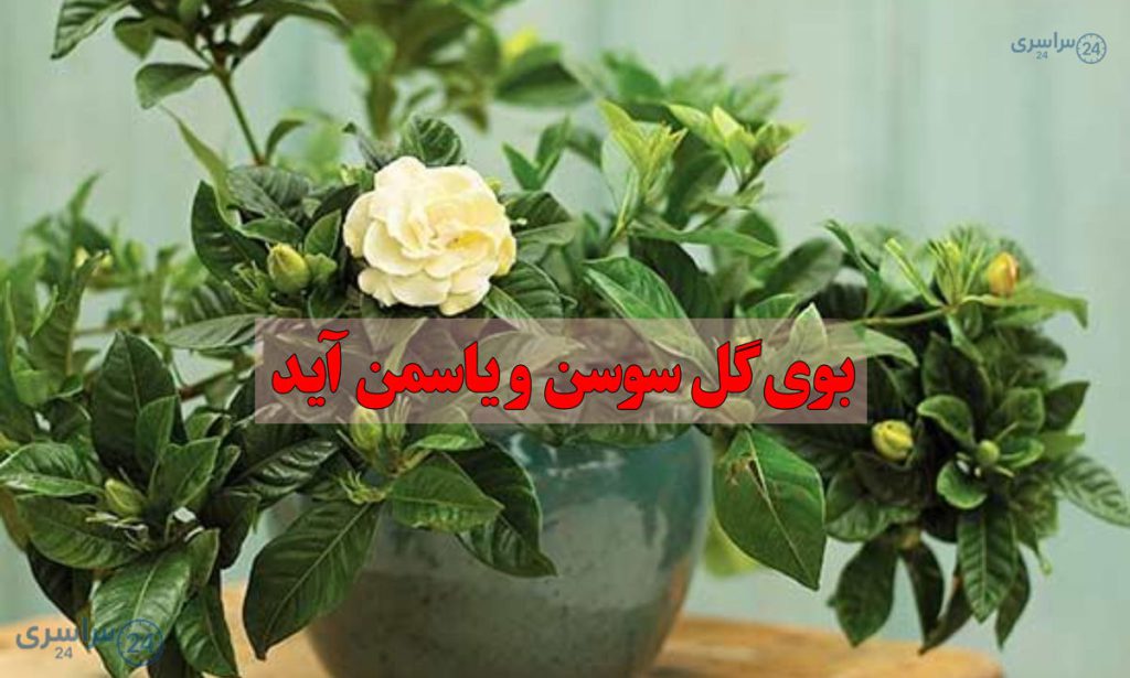 ریمیکس بوی گل و سوسن و یاسمن آید با کیفیت 320 + متن کامل