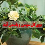 ریمیکس بوی گل و سوسن و یاسمن آید با کیفیت 320 + متن کامل