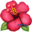 🌺