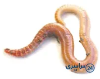 جواب فعالیت صفحه 94 درس 11 علوم چهارم