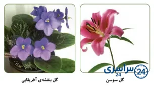 جواب فعالیت صفحه 101علوم سوم